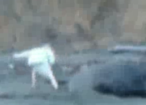Giant Elephant Seal Is PMSing
